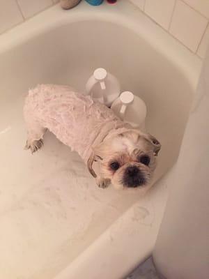 Linus, possibly the world's cutest Pekingese rescue enjoying his spa day.