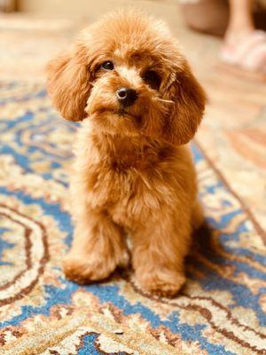 Teddy Bear Poodle Cut