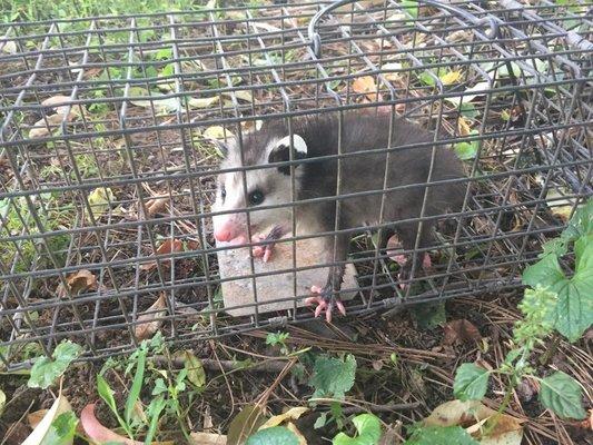 Opossum removal