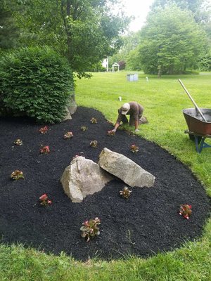 Begonia planting