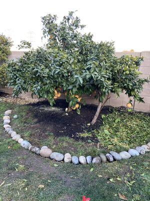 This is the pruned grapefruit tree.