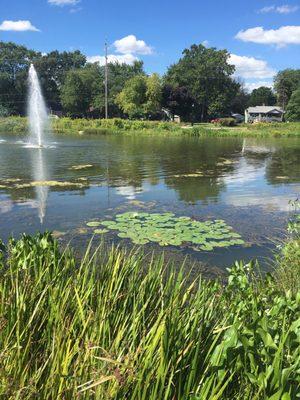 Cute little pond.