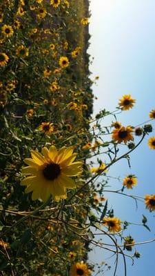 Sunflower field