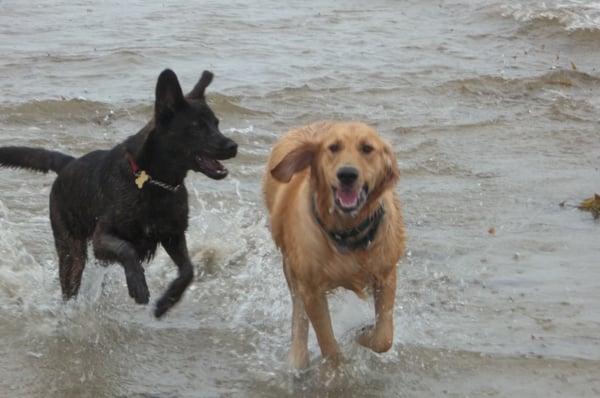 Paco and friend at Dog Beach