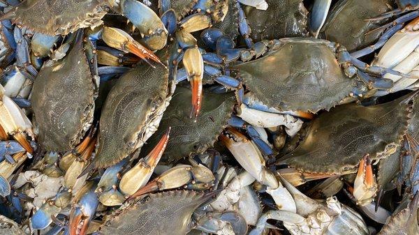 Blue crab