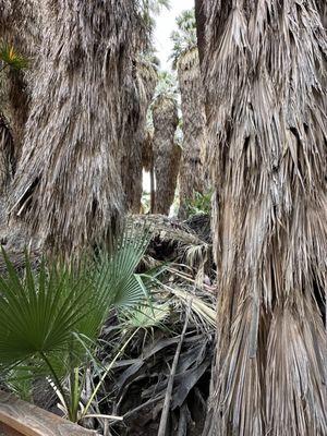 Coachella Valley Preserve