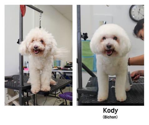 Kody(Bichon)