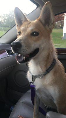 Happy dog on the drive home after being adopted!  (I've had her more than a year now and she is a great well behaved dog.)