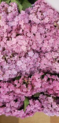 Pink hydrangea