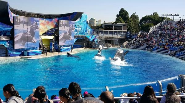 3 killer whales performing together.