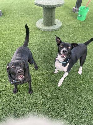 Coal and Rizzo in the Pawsitively exercise yard.