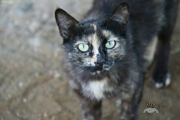 Farm cat