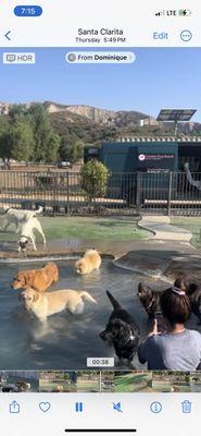 My dog stood in the pool because he was too hot and drank the pool water in the video. I'm unsure where their fresh water bowls were kept.