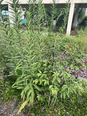 Milkweed for butterflies