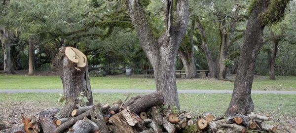 Kentucky Tree Service