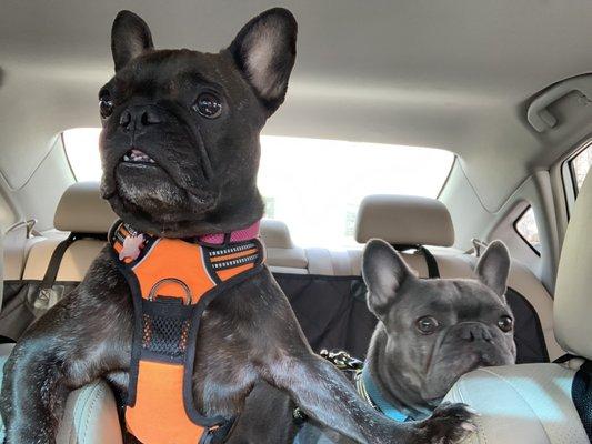 When we arrive at Stay Pet, in case you can't tell from her face explanation, Charlotte (on the left) is super excited.