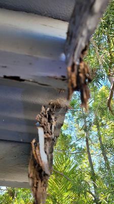 Termite damages