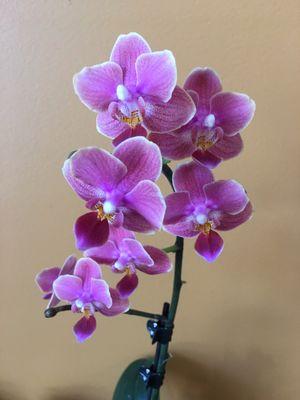 Beautiful orchid