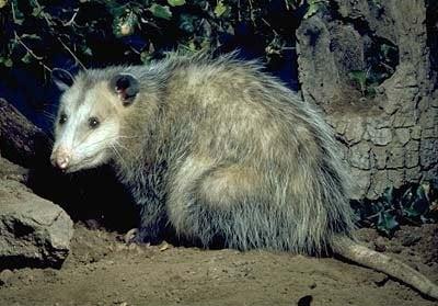 Opossums