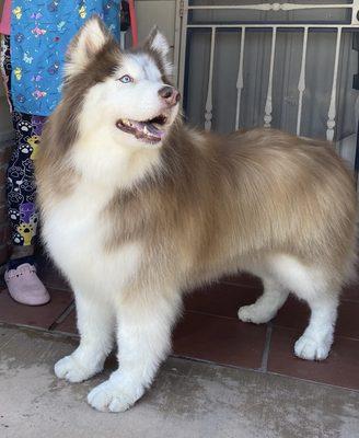 Bear, a Wooly Husky, after his spa day