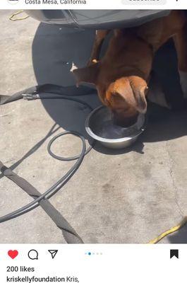 A puppy that was tied to a car and was clearly excited to have gotten water finally .