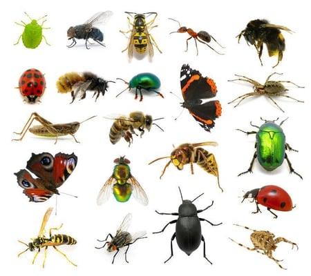 We know about ALL types of pests!