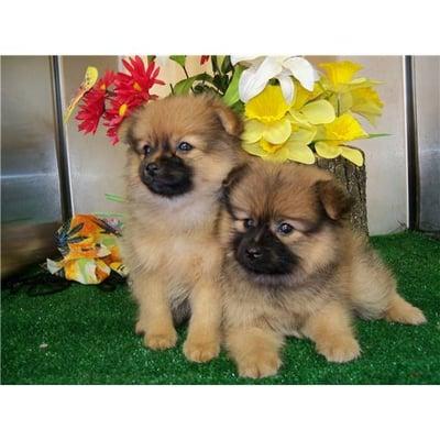 Pomeranian Puppies