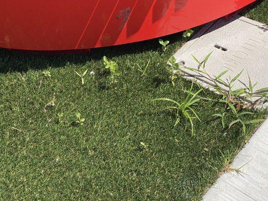 Even the artificial grass has weeds -