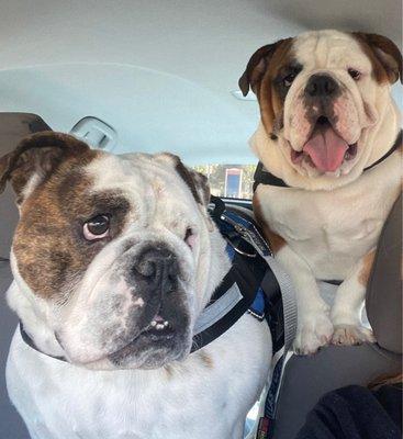 Otis and Chico riding to doggie day care