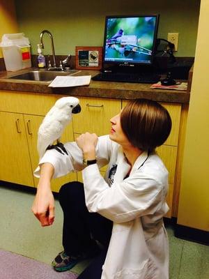 Dr. Wilkinson doing what she does best with a friendly umbrella cockatoo