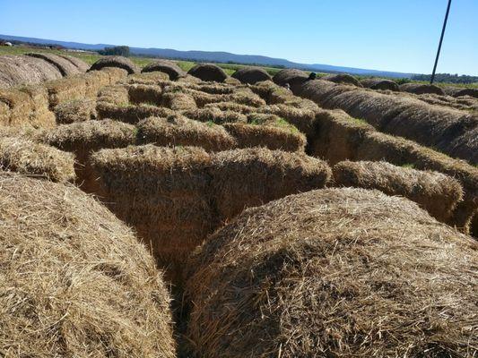 The hay maze