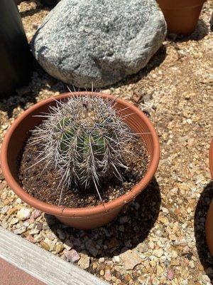 California Cactus Center