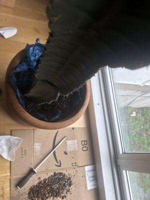 Plastic bag was left hidden upon their "repotting service" which was blocking the pot's drainage hole.