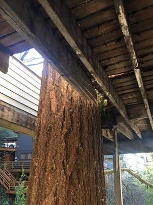 Tree was destroying the deck and moving the house around