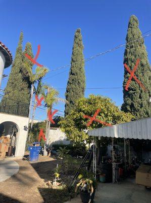 Culver City project . Tree removal and new sod installation with privacy hedges.