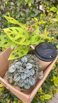 Plants and coffee complete my weekend