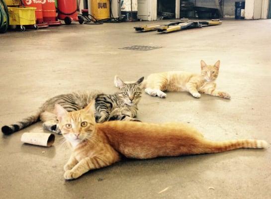 The Brad's cat crew - Torque, Sprocket and Piston.