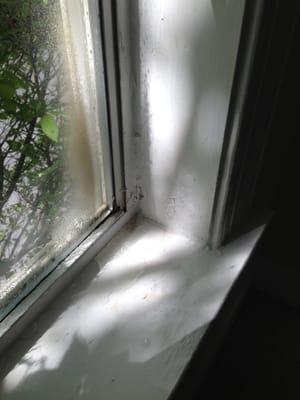 moldy appearing black stains on window with evidence of water leaking from window frame