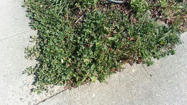 weeds across sidewalk