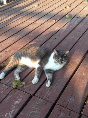 Mittens is the barn mascot!