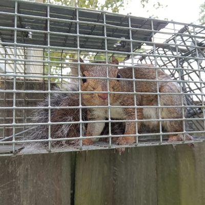 Squirrel Removal From attic in Virginia Beach.