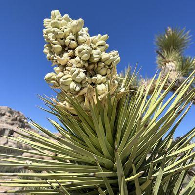 Budding Joshua tree.