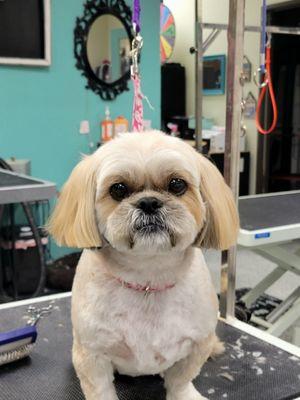 Shihtzu by Cori. #shihtzugroomer