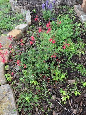 Salvia greggii- Hummers come all day long to this one!