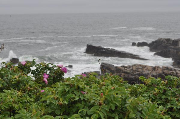 Peaks Island shoreline