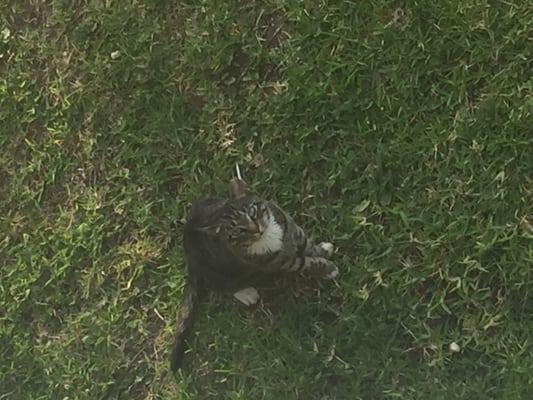 One of the Beach Colony Kitties!