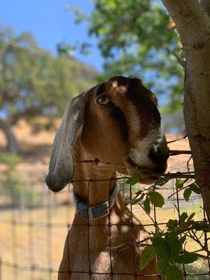 Old Borges Ranch