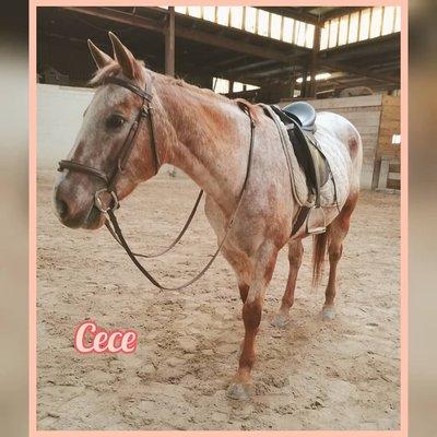 Cece, one of their rescue horses who is now an awesome lesson horse!