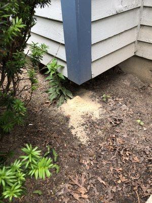 Carpenter ant damage(sawdust pile) if you see this at your home call us today.