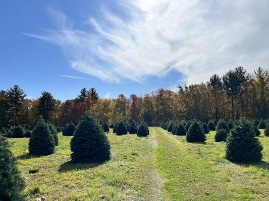 Henry's Christmas Tree Farm